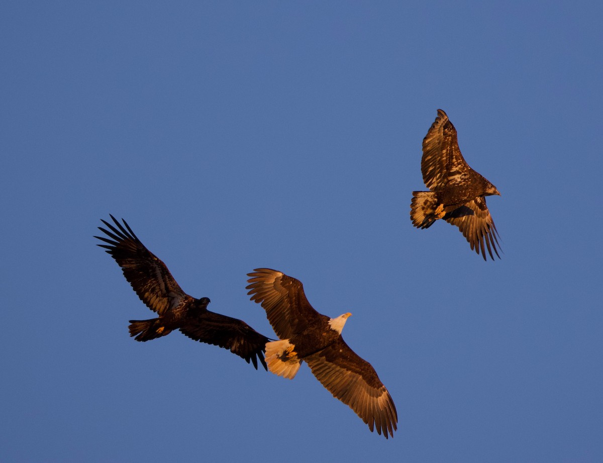 Weißkopf-Seeadler - ML615527217