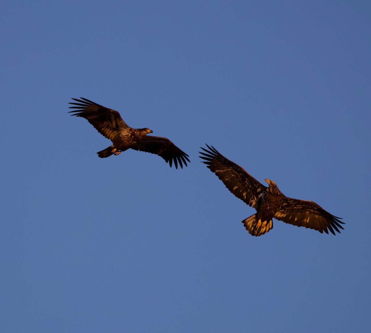 Weißkopf-Seeadler - ML615527218