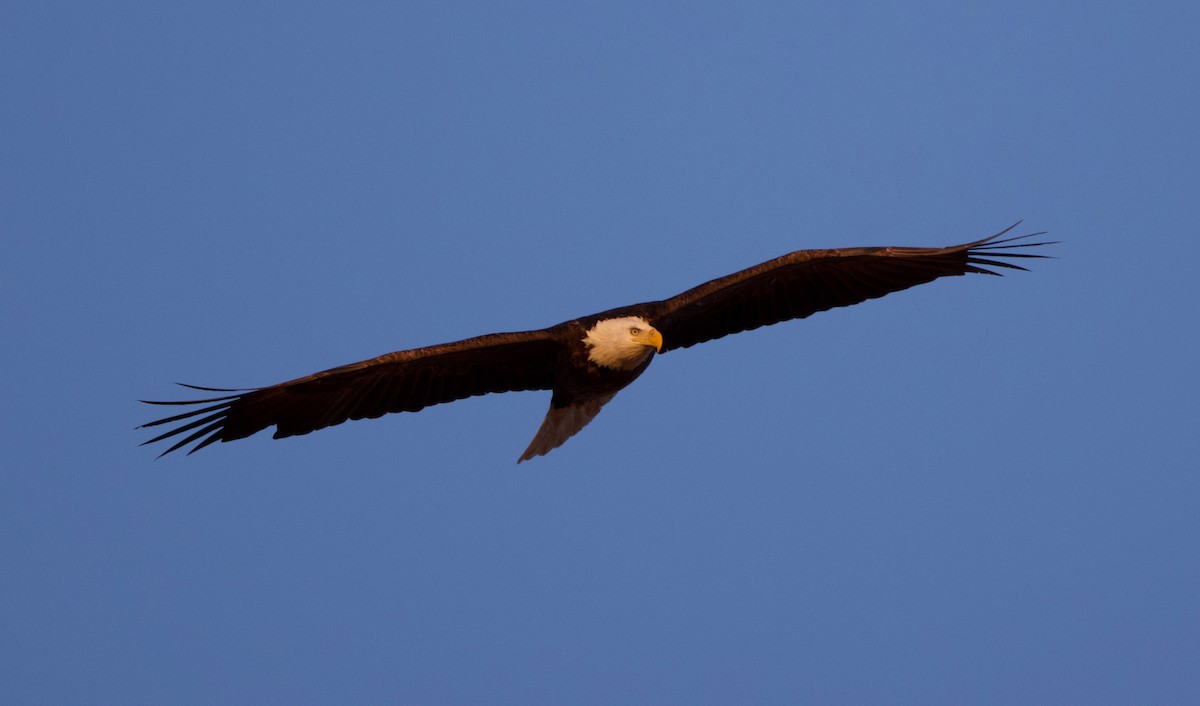 Weißkopf-Seeadler - ML615527219