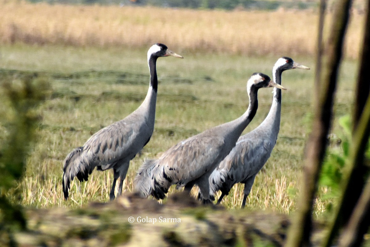 Common Crane - ML615527245