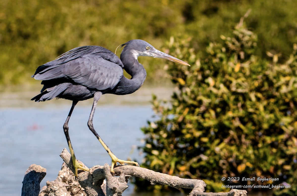 Western Reef-Heron - Esmail Bagheriyan