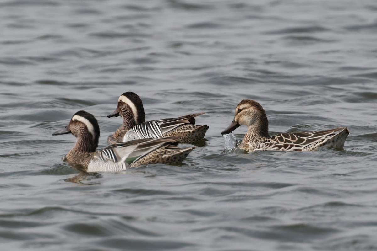 Garganey - ML615527284