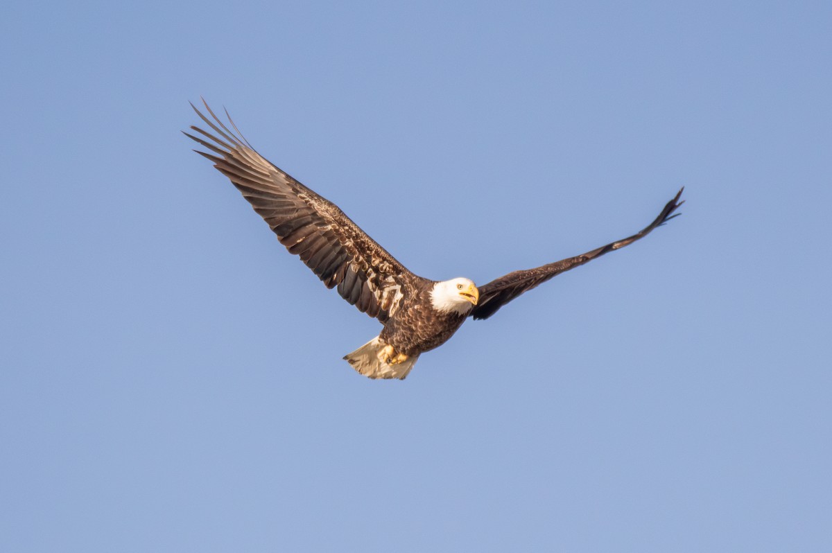 Bald Eagle - ML615527296