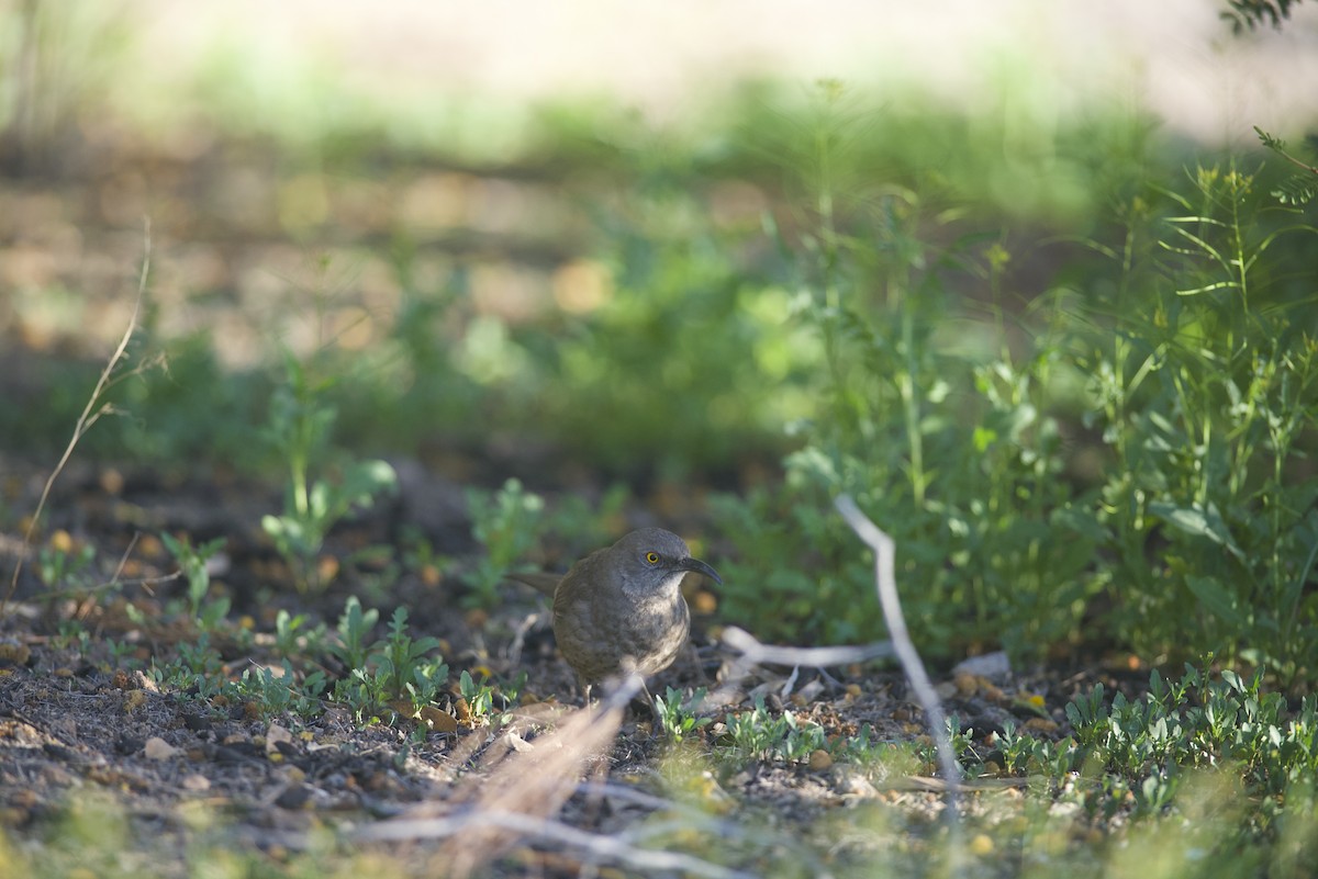 Curve-billed Thrasher (palmeri Group) - Robert Carter