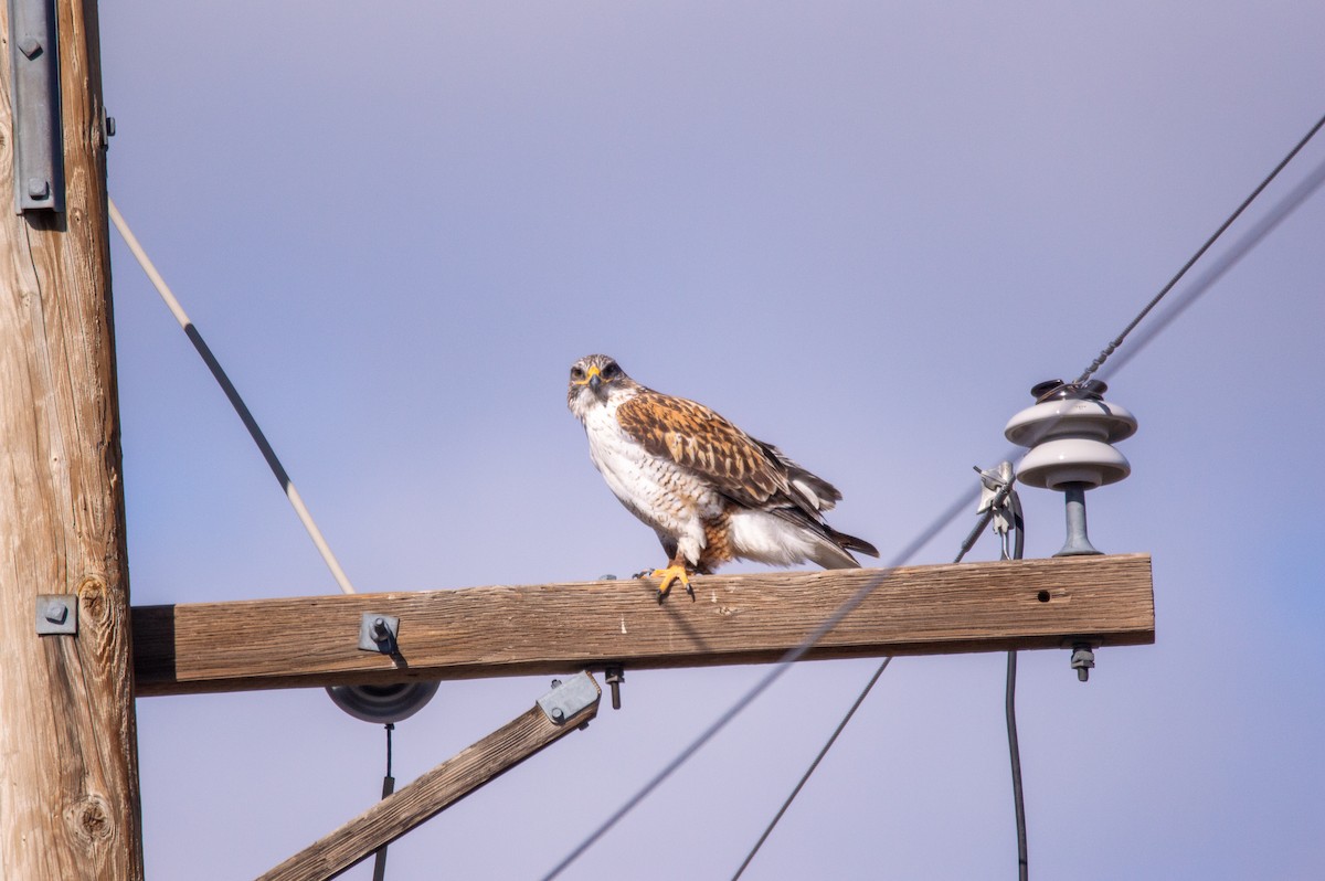 Königsbussard - ML615527341