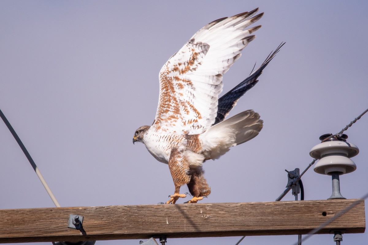 Ferruginous Hawk - Joe Tuvell