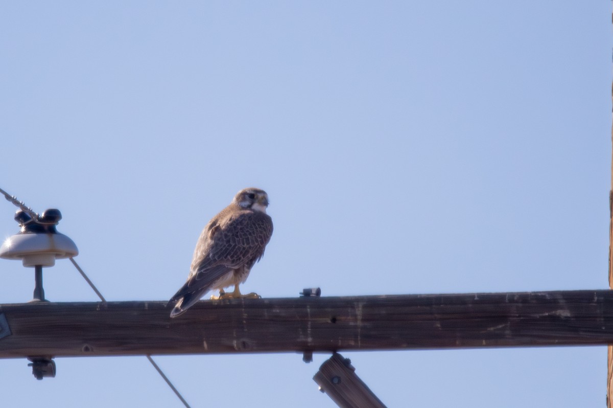 Prairie Falcon - ML615527345