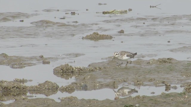 Broad-billed Sandpiper - ML615527386