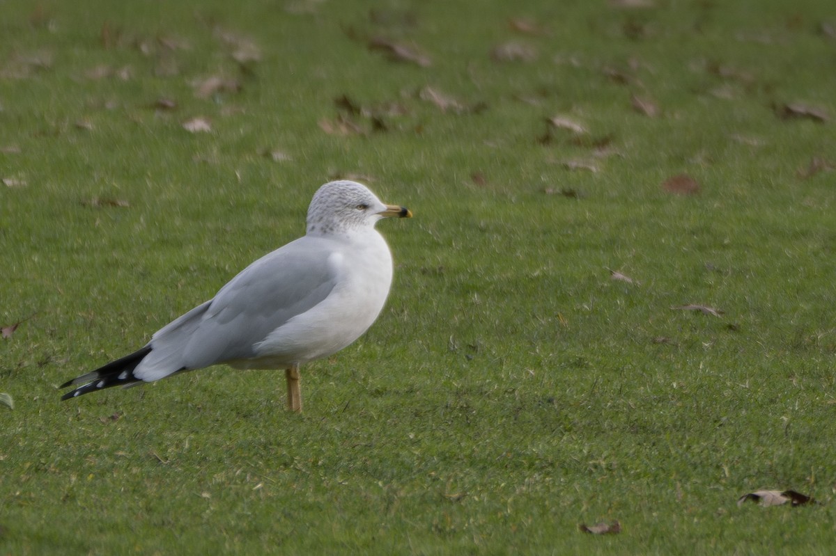 Ring-billed Gull - ML615527390