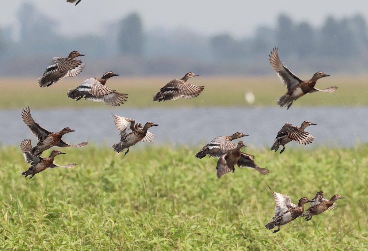 Garganey - ML615527392