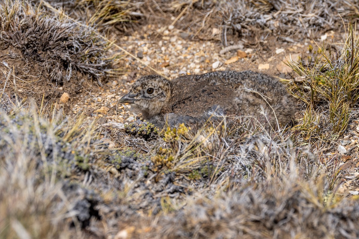 rustrypesnipe - ML615527408