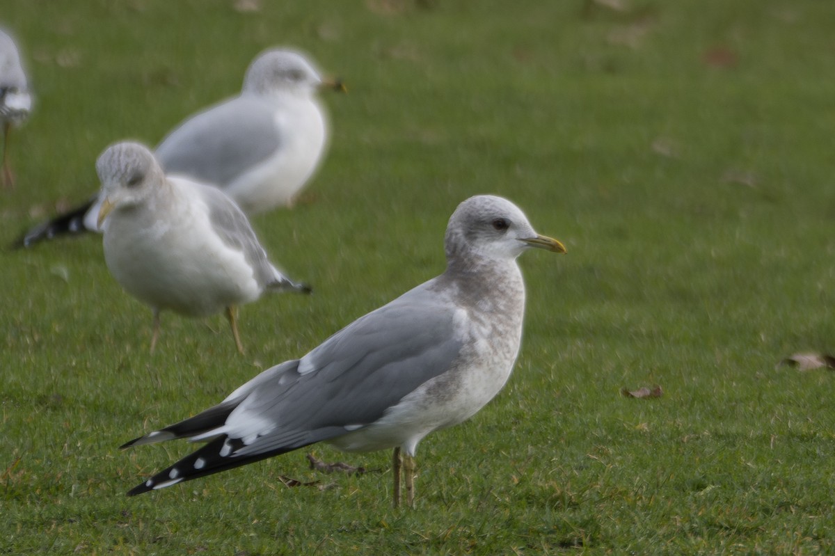 Short-billed Gull - ML615527411