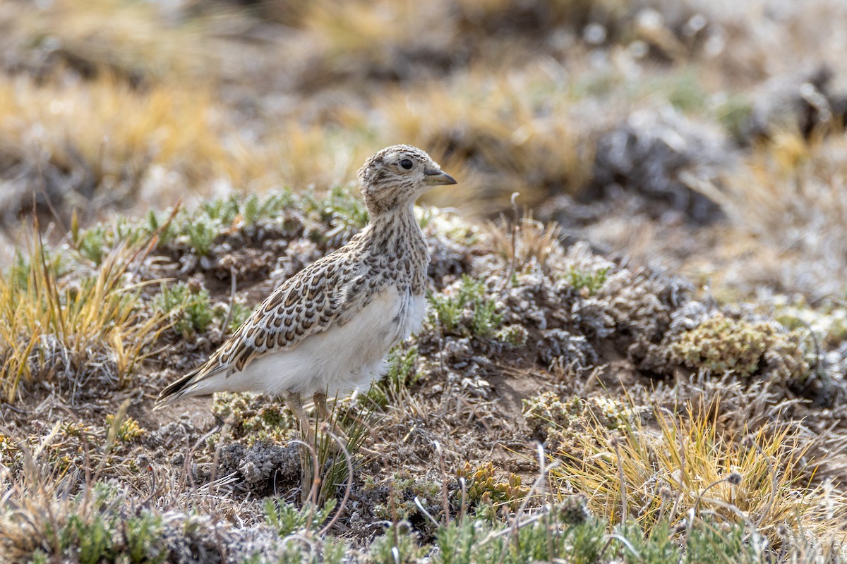 Least Seedsnipe - ML615527440