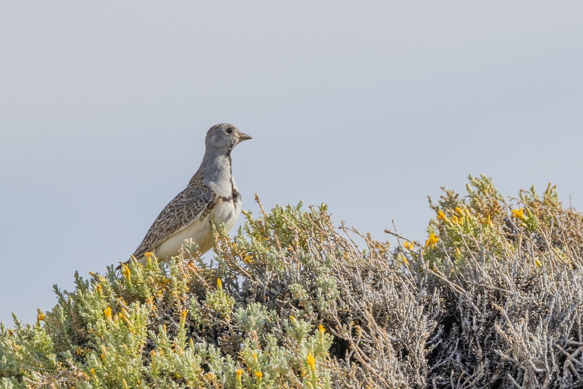 Least Seedsnipe - ML615527473