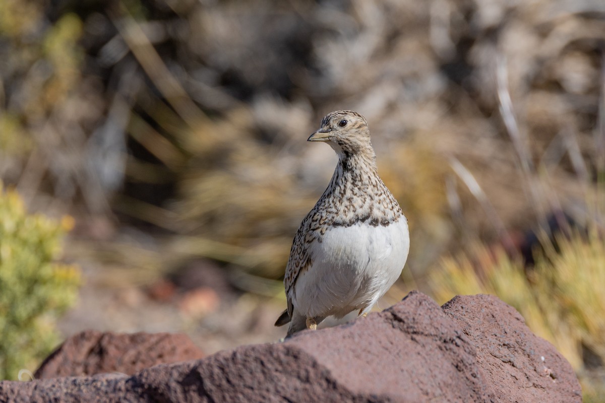 Least Seedsnipe - ML615527474