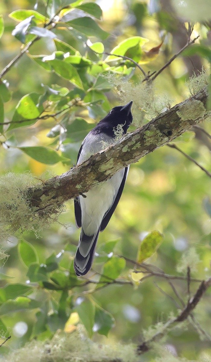 McGregor's Cuckooshrike - ML615527499