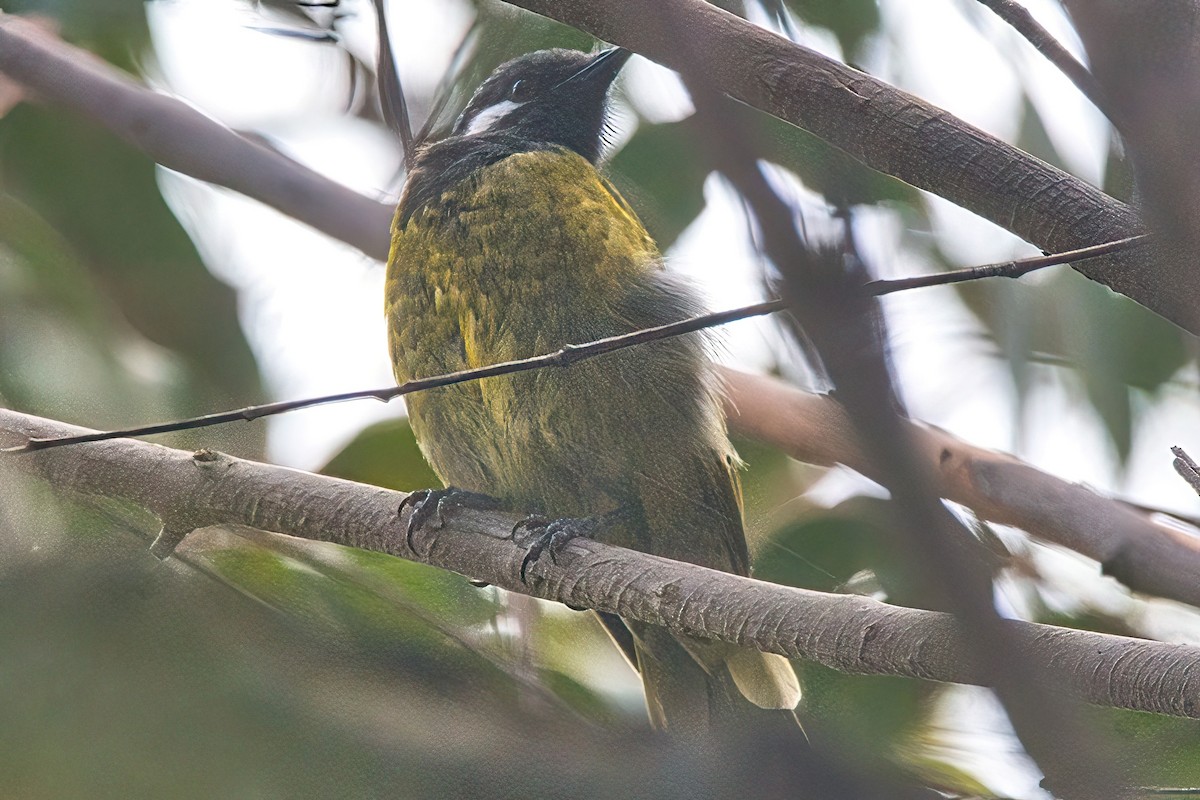 White-eared Honeyeater - ML615527506