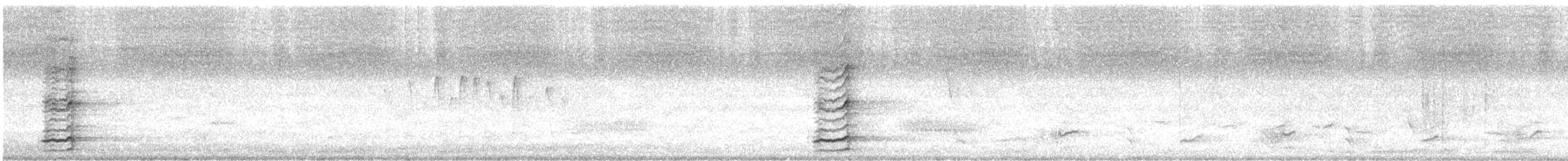 Polochion casqué (gordoni/ammitophilus) - ML615527517