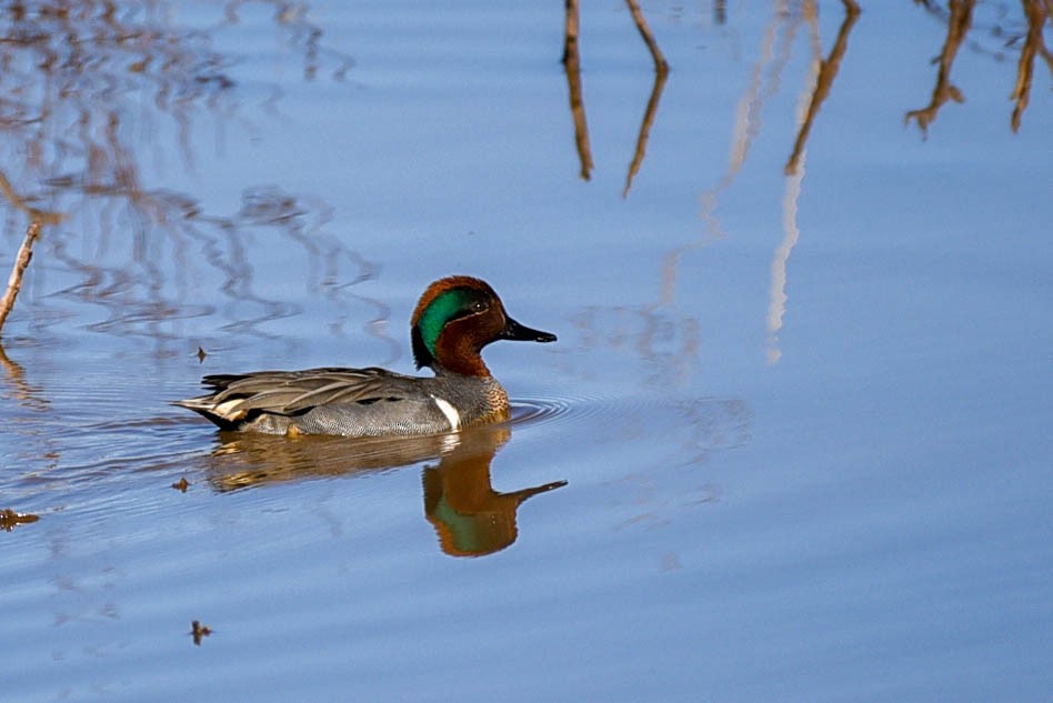 Green-winged Teal - ML615527532