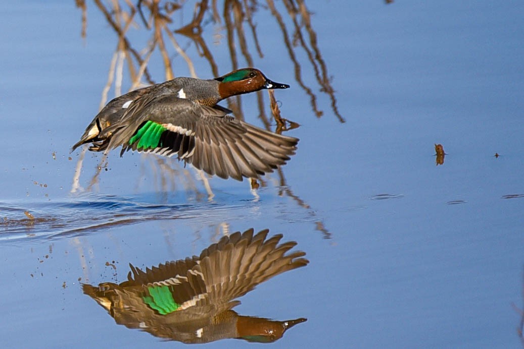 Green-winged Teal - ML615527534