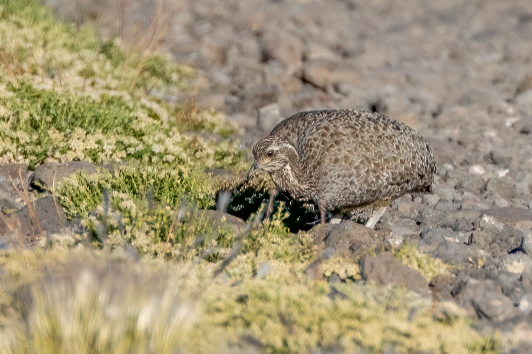 Patagonian Tinamou - ML615527549