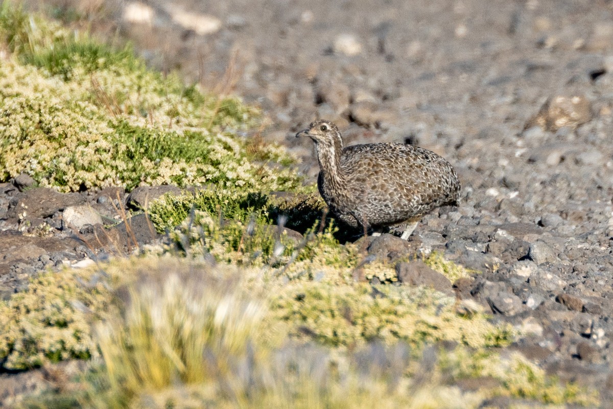 Patagonian Tinamou - ML615527551