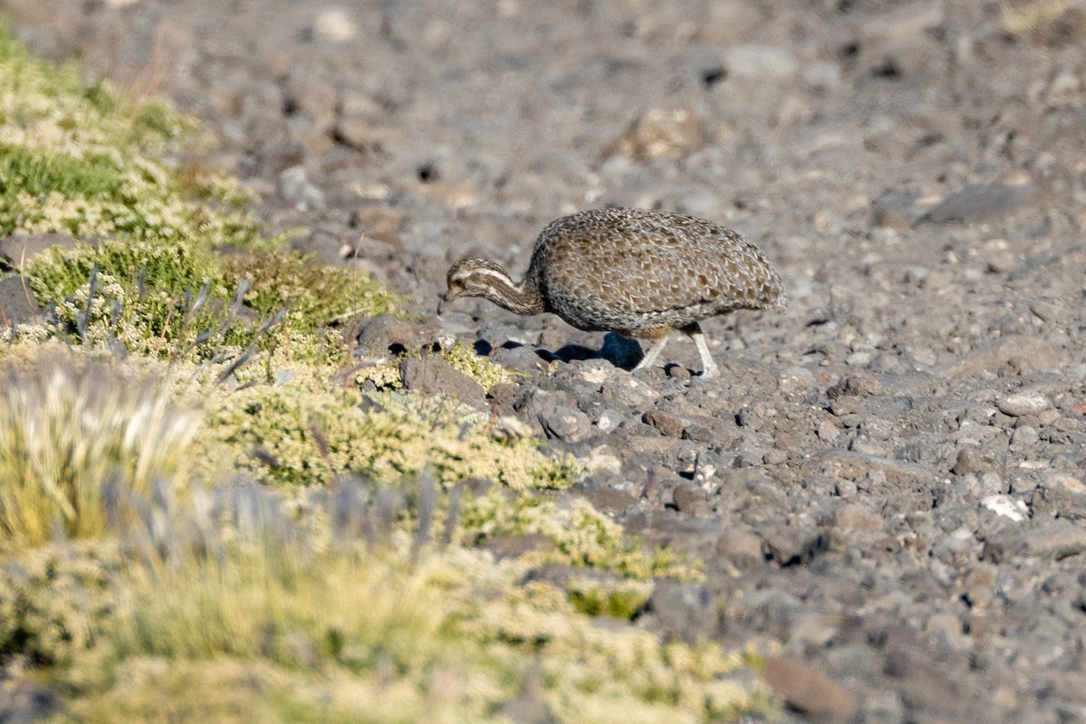 Patagonian Tinamou - Charlie Bostwick