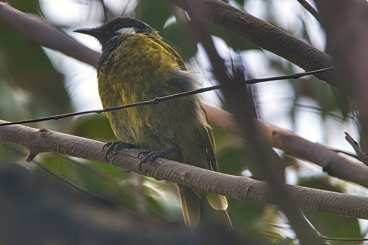 White-eared Honeyeater - ML615527599