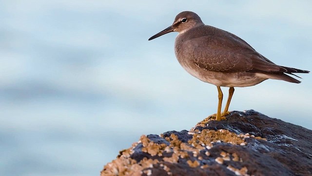 Wandering Tattler - ML615527610