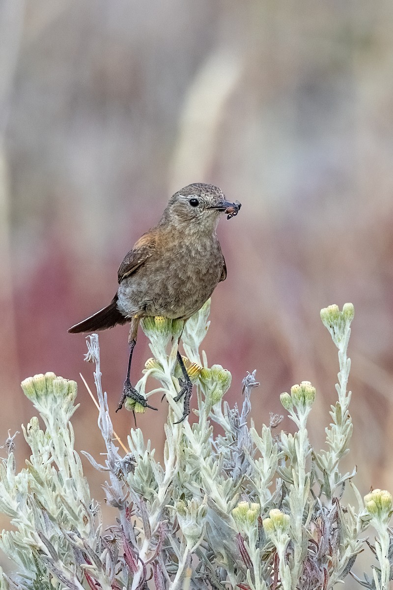 Patagoniensporntyrann - ML615527631