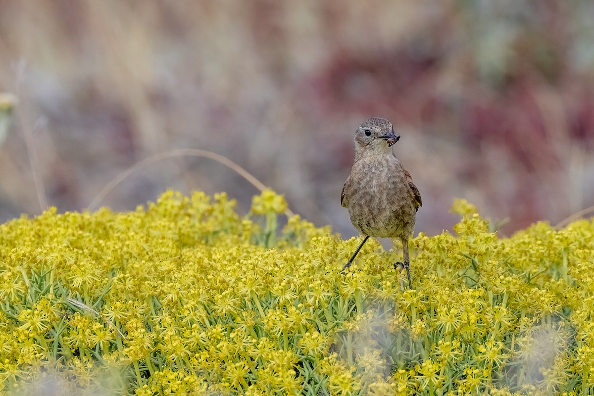 Patagoniensporntyrann - ML615527632