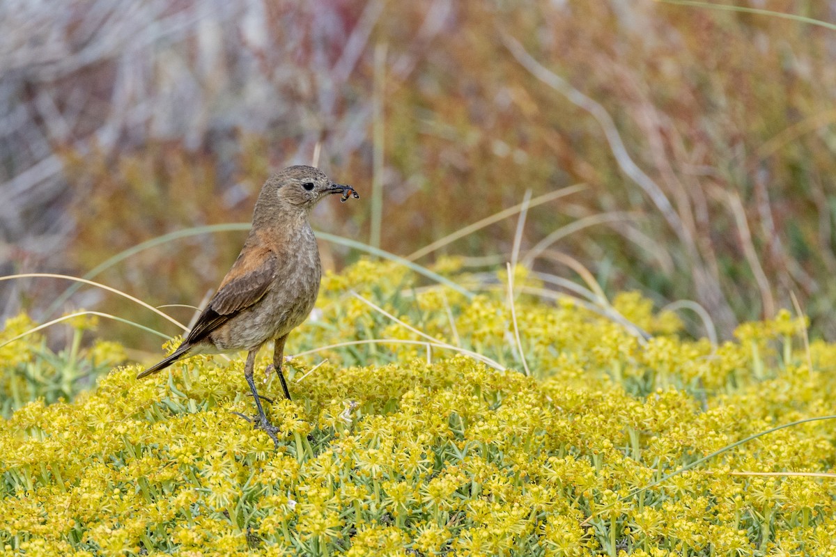 Patagoniensporntyrann - ML615527633