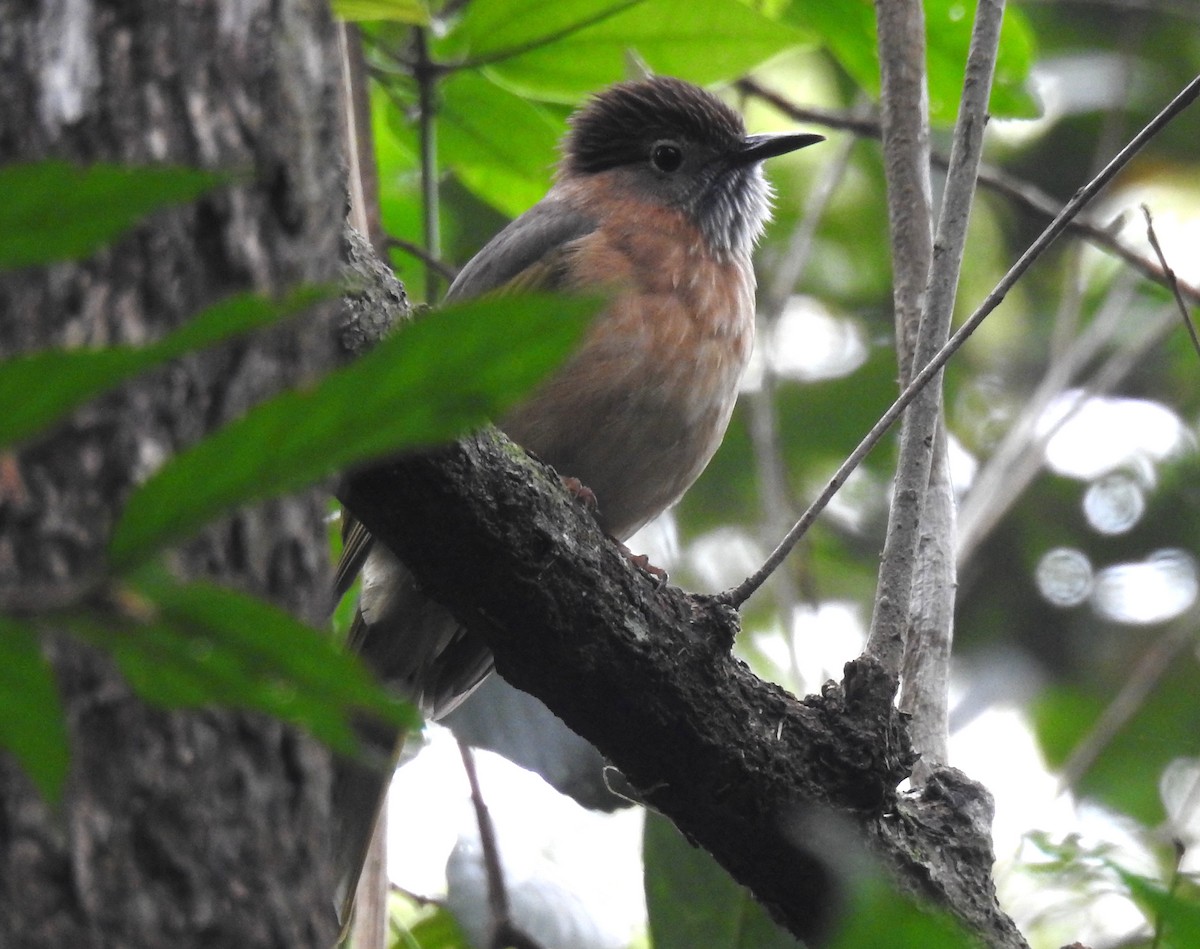 Mountain Bulbul - ML615527682