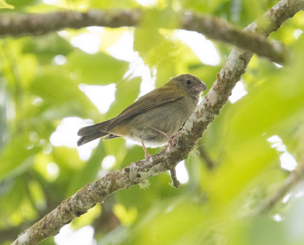 Yellow-shouldered Grassquit - Lindy Fung