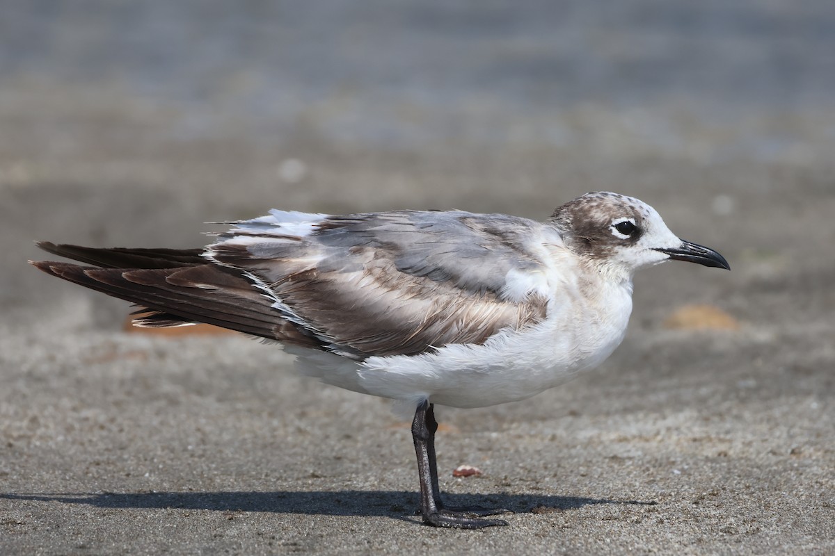 Franklin's Gull - ML615527697