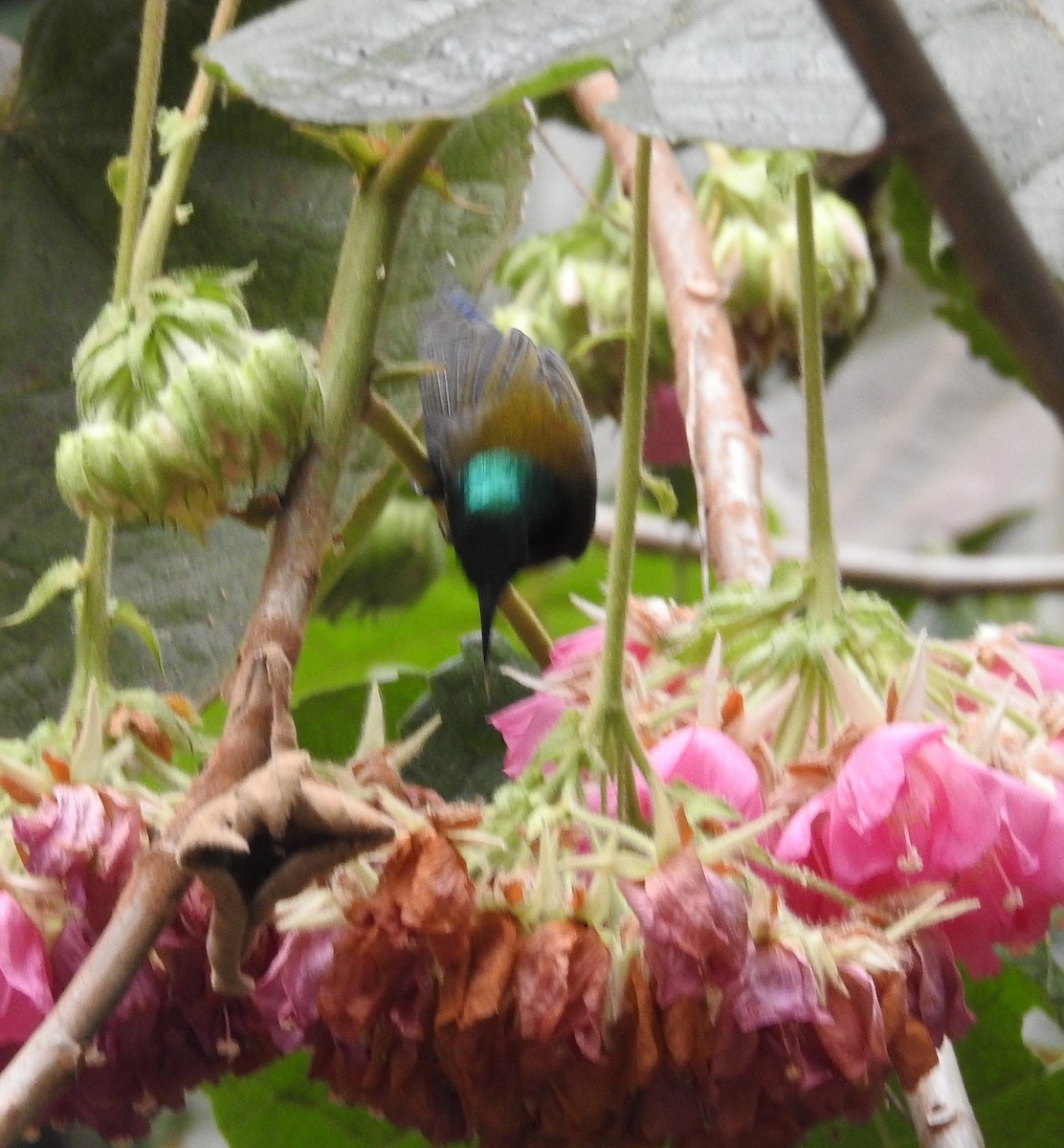 Fork-tailed Sunbird - ML615527737