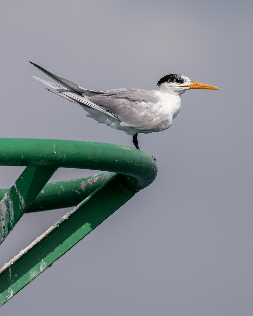 Lesser Crested Tern - ML615527758