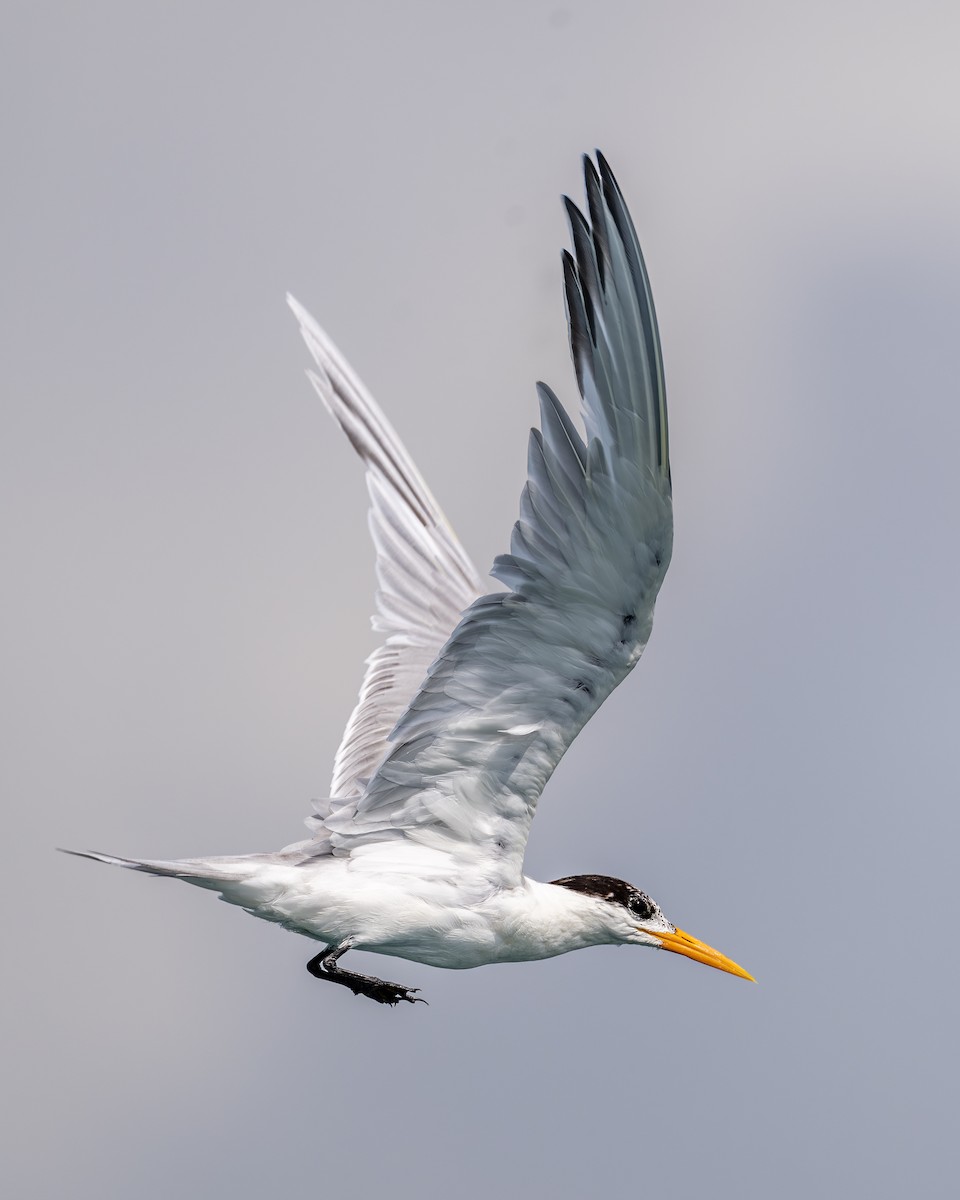 Lesser Crested Tern - ML615527759