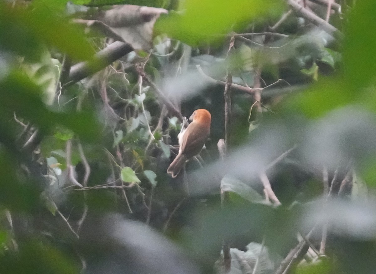 Rufous-headed Parrotbill - Sudip Simha