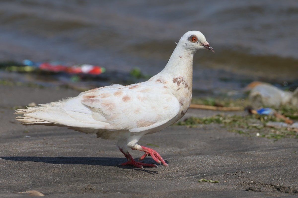 Rock Pigeon (Feral Pigeon) - ML615527762