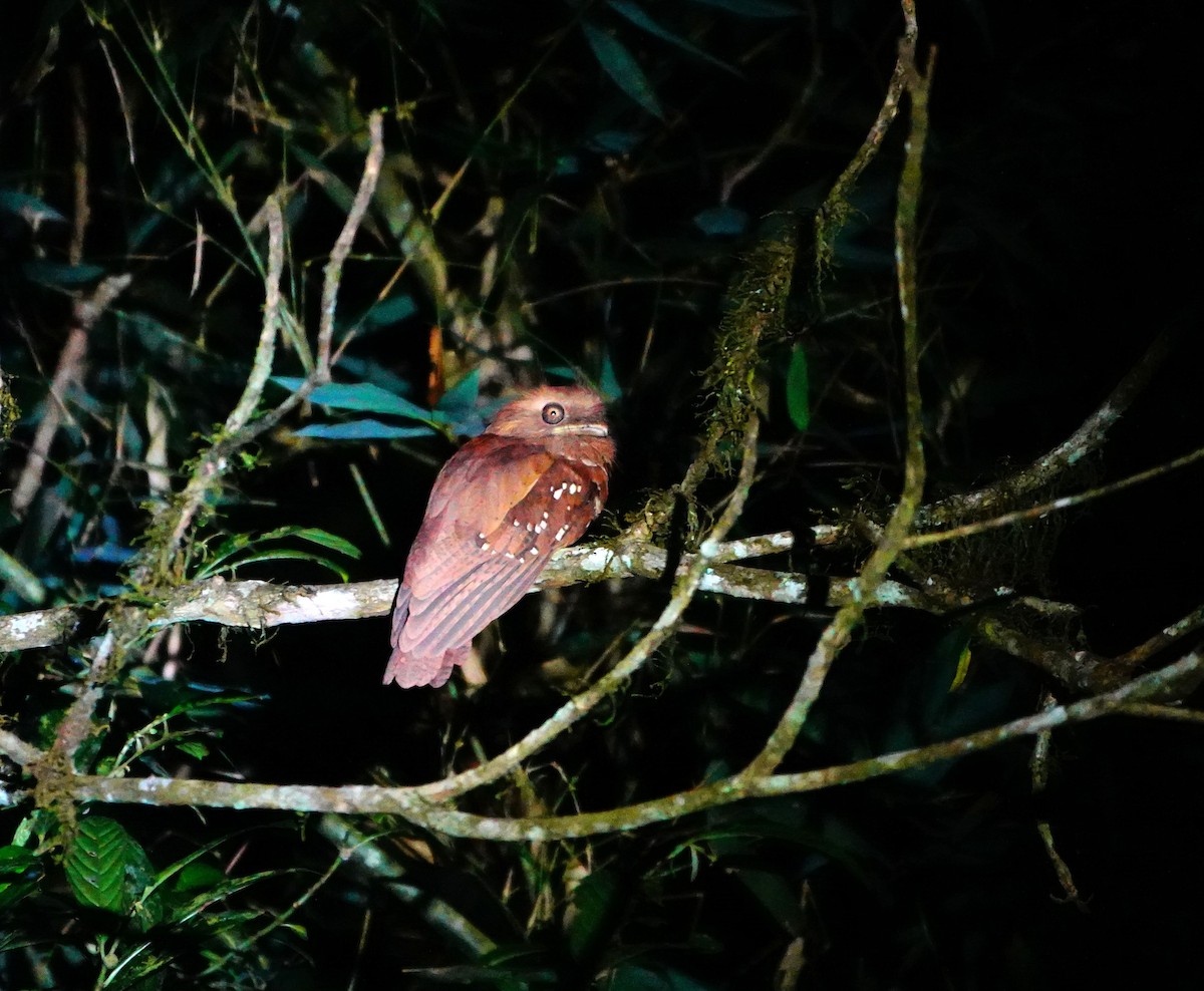 Philippine Frogmouth - Liao Tzu-Chiang