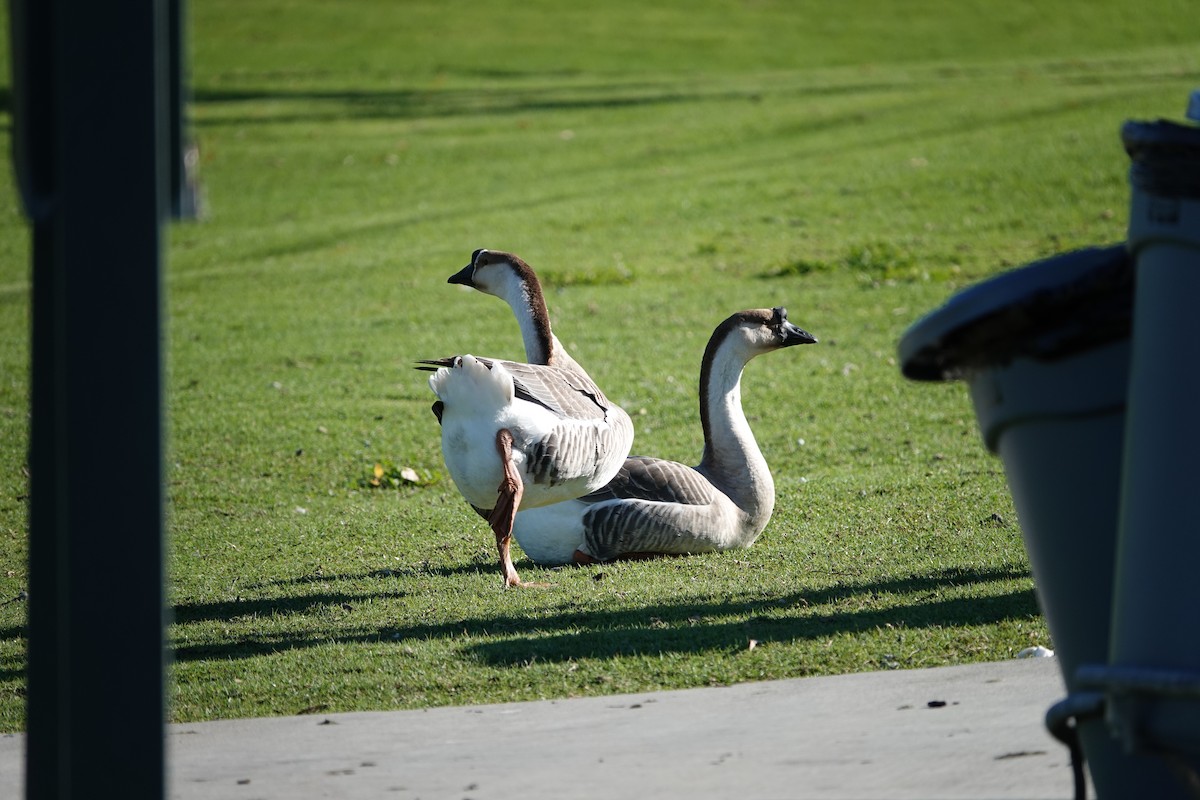 Domestic goose sp. (Domestic type) - Sylvia Afable