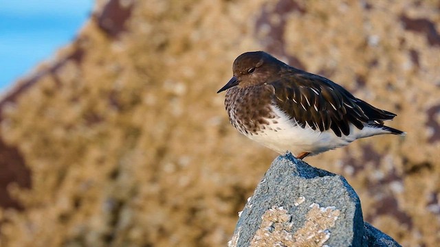 Black Turnstone - ML615527812