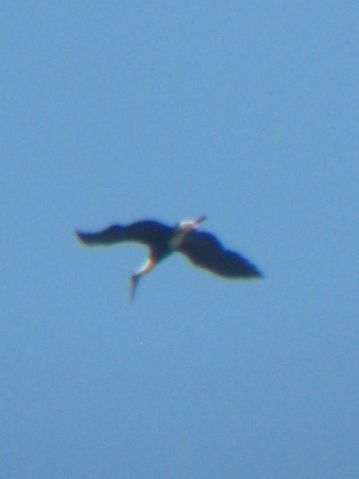 Asian Woolly-necked Stork - ML615527875