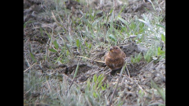 ベニバネナキマシコ（sanguineus） - ML615527919