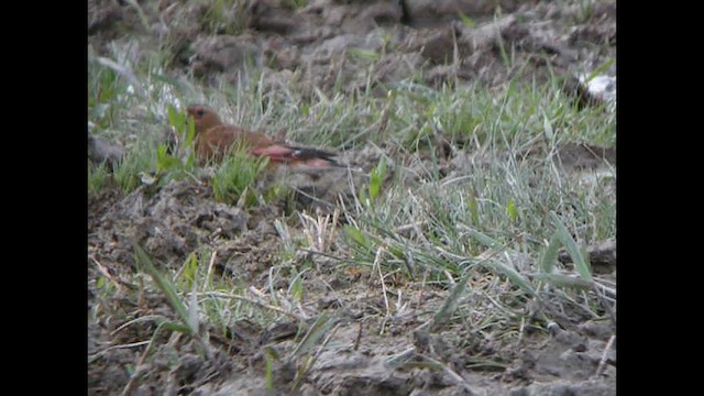 Crimson-winged Finch (Eurasian) - ML615527931