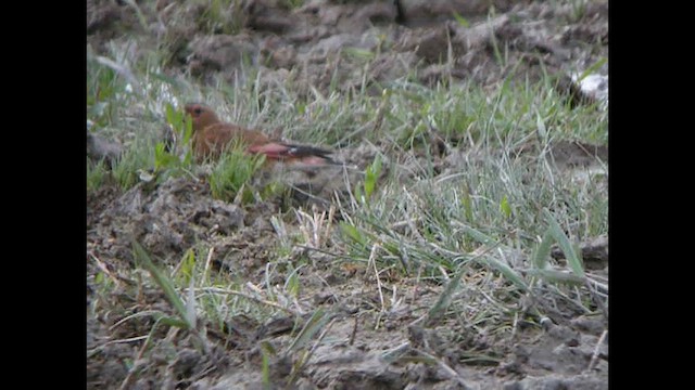 ベニバネナキマシコ（sanguineus） - ML615527931