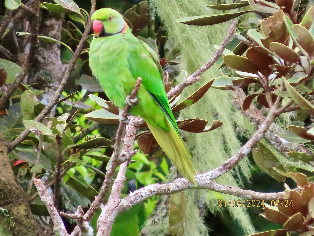 Morityus Yeşil Papağanı - ML615527989