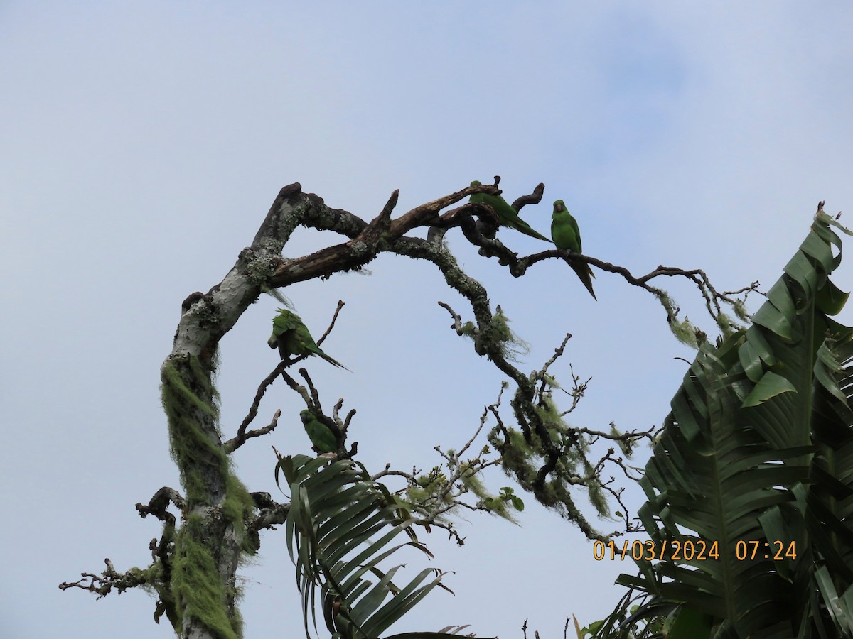 Morityus Yeşil Papağanı - ML615527996