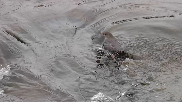 American Dipper - ML615528056